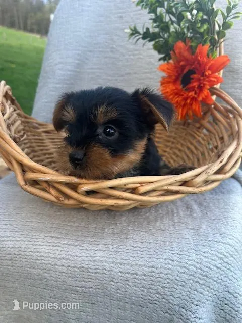 Rocky – Yorkshire Terrier puppy for sale in Millersburg, PA