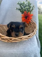 Rocky, a male Yorkshire Terrier for sale in Millersburg, PA – Photo 3 of 4