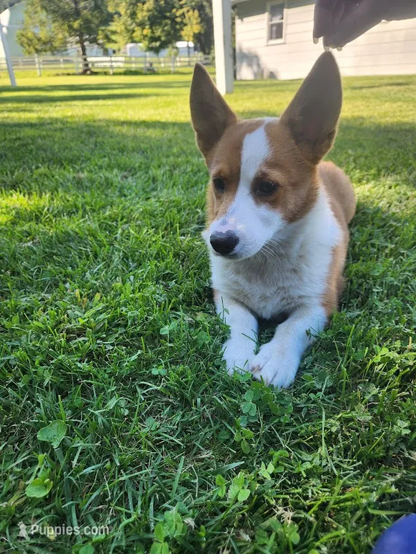 Larry – Pembroke Welsh Corgi puppy for sale in Millersburg, PA