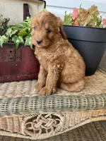 Sunburst, a female Miniature Goldendoodle for sale in Millersburg, PA – 3 of 3
