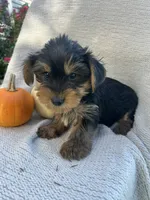 Harry, a male Yorkshire Terrier for sale in Millersburg, PA – 3 of 3