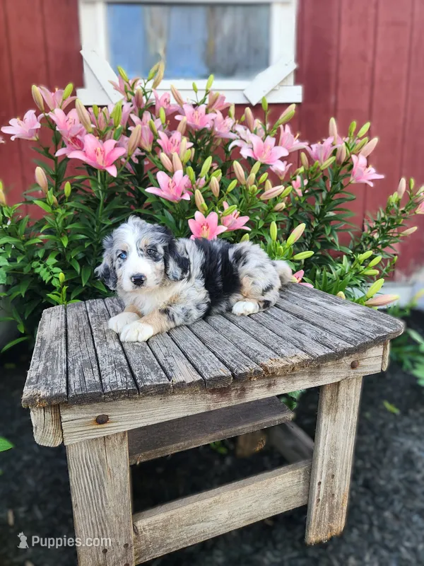 Colt – Bernedoodle puppy for sale in Millersburg, PA