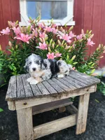 Colt, a male Bernedoodle for sale in Millersburg, PA – 1 of 4