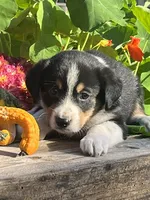 Ronnie, a male Australian Shepherd and Border Collie for sale in Millersburg, PA – 2 of 3
