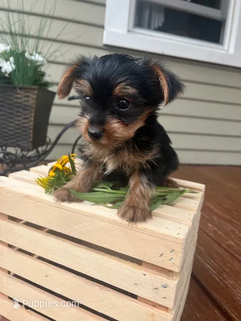 Arty – Yorkshire Terrier puppy for sale in Millersburg, PA