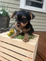 Arty, a male Yorkshire Terrier for sale in Millersburg, PA – 1 of 4