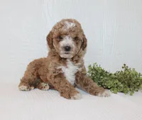 Albert, a male Poodle - Miniature  for sale in Millersburg, PA – Photo 3 of 3