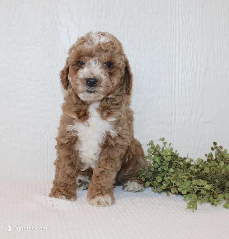 Albert – Poodle - Miniature  puppy for sale in Millersburg, PA