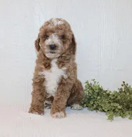 Albert, a male Poodle - Miniature  for sale in Millersburg, PA – Photo 1 of 3