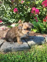 Twilight, a female Shorkie for sale in Millersburg, PA – 3 of 5