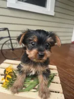 Arty, a male Yorkshire Terrier for sale in Millersburg, PA – 2 of 4