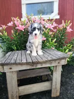 Cammy, a female Bernedoodle for sale in Millersburg, PA – 2 of 4