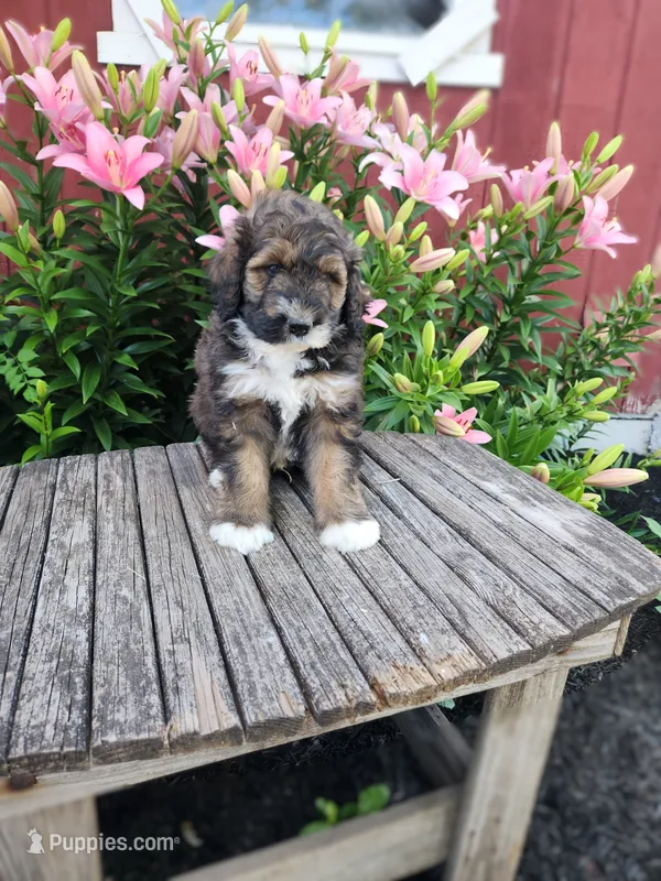 Coco – Bernedoodle puppy for sale in Millersburg, PA