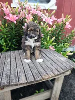 Coco, a male Bernedoodle for sale in Millersburg, PA – 1 of 3