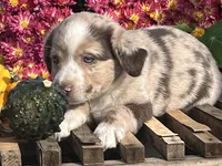 Rory , a female Australian Shepherd and Border Collie for sale in Millersburg, PA – 2 of 3