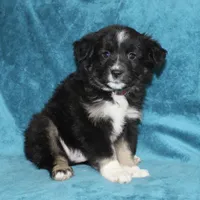 Rusty, a male Miniature Australian Shepherd for sale in Millersburg, PA – Photo 3 of 3