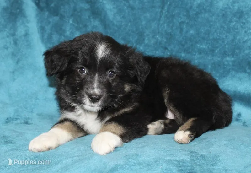 Rusty – Miniature Australian Shepherd puppy for sale in Millersburg, PA