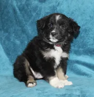 Rusty, a male Miniature Australian Shepherd for sale in Millersburg, PA – Photo 2 of 3