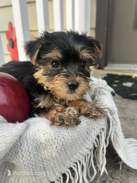 Moses – Yorkshire Terrier puppy for sale in Millersburg, PA