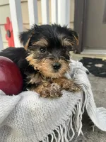 Moses, a male Yorkshire Terrier for sale in Millersburg, PA – 1 of 3