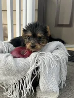 Macey, a female Yorkshire Terrier for sale in Millersburg, PA – 2 of 3