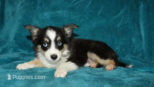 Lilly – Miniature Australian Shepherd puppy for sale in Millersburg, PA
