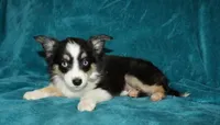 Lilly, a female Miniature Australian Shepherd for sale in Millersburg, PA – 1 of 4