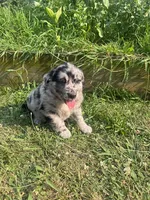 Les, a male Australian Shepherd and Golden Retriever for sale in Millersburg, PA – 3 of 4