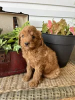 Sunburst, a female Miniature Goldendoodle for sale in Millersburg, PA – 2 of 3