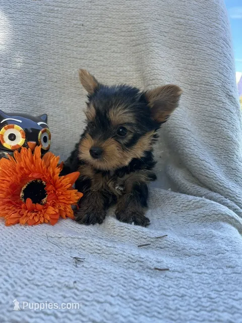 Wayne – Yorkshire Terrier puppy for sale in Millersburg, PA