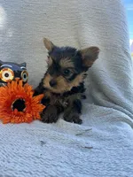 Wayne, a male Yorkshire Terrier for sale in Millersburg, PA – 1 of 3