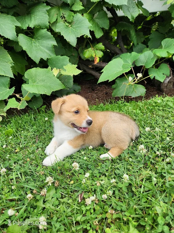 Andrew – Pembroke Welsh Corgi puppy for sale in Millersburg, PA