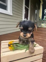 Axel, a male Yorkshire Terrier for sale in Millersburg, PA – 1 of 3
