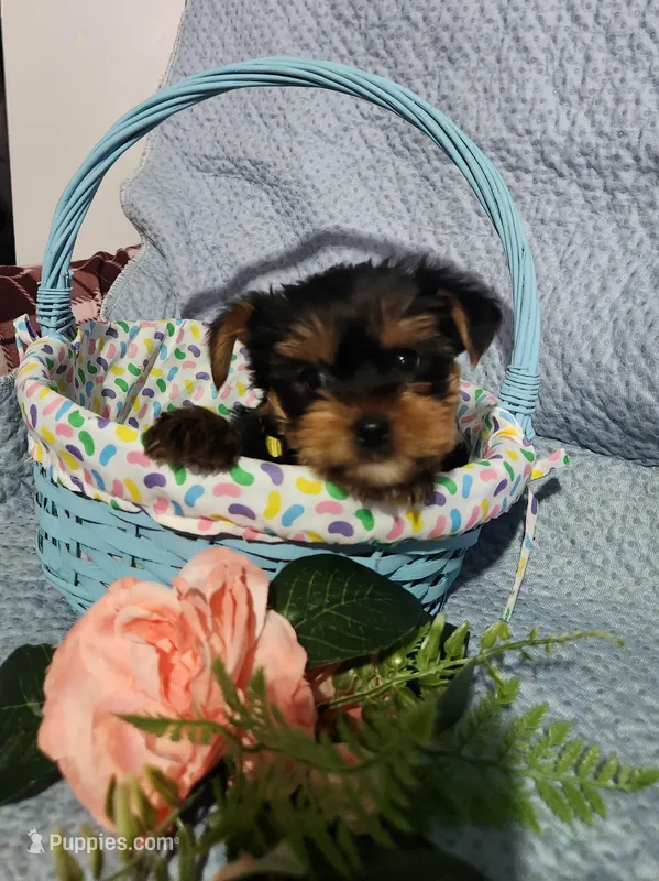 Sunny – Yorkshire Terrier puppy for sale in Millersburg, PA
