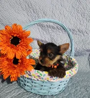 Sally, a female Yorkshire Terrier for sale in Millersburg, PA – Photo 4 of 4