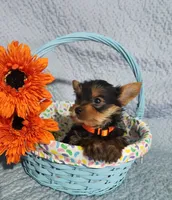 Sally, a female Yorkshire Terrier for sale in Millersburg, PA – Photo 1 of 4