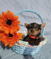 Sally, a female Yorkshire Terrier for sale in Millersburg, PA – Photo 3 of 4