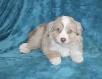 Sunny, a female Miniature Australian Shepherd for sale in Millersburg, PA – Photo 3 of 3