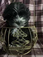 Sheldon, a male Shorkie for sale in Millersburg, PA – Photo 1 of 3