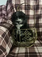 Sheldon, a male Shorkie for sale in Millersburg, PA – Photo 2 of 3