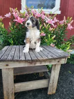 Crystal, a female Bernedoodle for sale in Millersburg, PA – 2 of 3