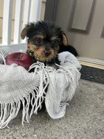 Mikey, a male Yorkshire Terrier for sale in Millersburg, PA – 2 of 3