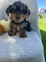 Harry, a male Yorkshire Terrier for sale in Millersburg, PA – 2 of 3