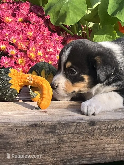 Ronnie – Australian Shepherd, Border Collie puppy for sale in Millersburg, PA