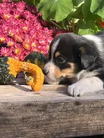 Ronnie, a male Australian Shepherd and Border Collie for sale in Millersburg, PA – 1 of 3
