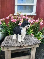 Celeste, a female Bernedoodle for sale in Millersburg, PA – 3 of 3