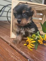 Alex, a male Yorkshire Terrier for sale in Millersburg, PA – 4 of 4