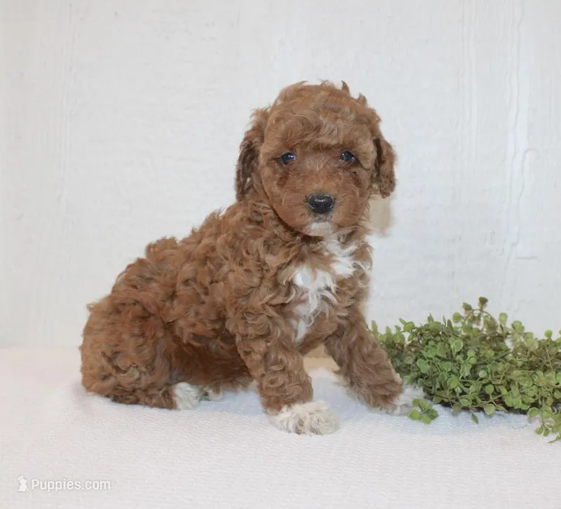 Adele – Poodle - Miniature  puppy for sale in Millersburg, PA
