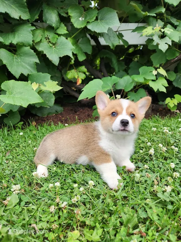 Aaron – Pembroke Welsh Corgi puppy for sale in Millersburg, PA
