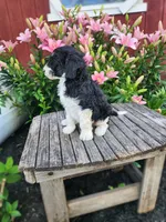 Celeste, a female Bernedoodle for sale in Millersburg, PA – 2 of 3
